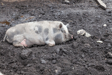 Domestic dirty hog dig mud with its snouts around mud pit with bilge, mud and murky water in pig pen during hot sunny day in countryside