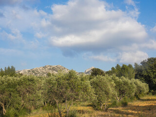 Fototapeta na wymiar Magnificent landscape with a field of olive trees and a mountain in the background topped by a blue sky and heavy white clouds in the Alpilles in Provence in France 