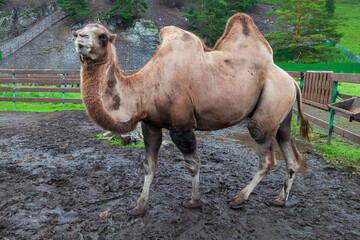 A large camel with two humps grazes on a farm