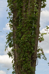 Nature / Forest in Ontario, CAD. Sunset, spider web, trees, plants, beach, leaves, lake with a dock, street, abandoned house, river, lily pads, fishing, relaxing summer with coffee, sunflowers, etc.