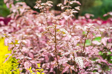 Fototapeta premium Hypoestes phyllostachya, the polka dot plant, is a species of flowering plant in the family Acanthaceae, native to South Africa, Madagascar, and south east Asia.