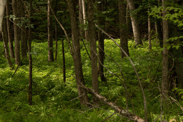 Nature / Forest in Ontario, CAD. Sunset, spider web, trees, plants, beach, leaves, lake with a dock, street, abandoned house, river, lily pads, fishing, relaxing summer with coffee, sunflowers, etc.