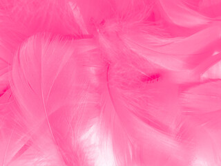 Beautiful abstract light pink feathers on white background,  white feather frame on pink texture...
