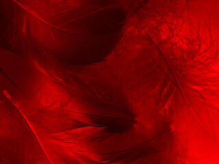 Beautiful abstract red feathers on black background, yellow feather texture on colorful pattern and...