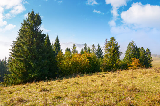 spruce trees on the grassy hillside meadow. mist rising up in to the bright blue sky. warm sunny morning in autumn