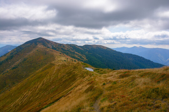 carpathian mountains on an autumn day. stremenis peak in the distance beneath a cloudy sky. grassy alpine ridge with coniferous forest on the hills
