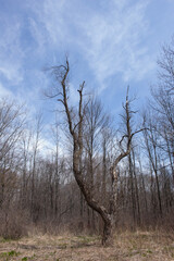Nature / Forest in Ontario, CAD. Sunset, spider web, trees, plants, beach, leaves, lake with a dock, street, abandoned house, river, lily pads, fishing, relaxing summer with coffee, sunflowers, etc.