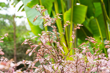 Hypoestes phyllostachya, the polka dot plant, is a species of flowering plant in the family Acanthaceae, native to South Africa, Madagascar, and south east Asia.