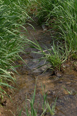 Nature / Forest in Ontario, CAD. Sunset, spider web, trees, plants, beach, leaves, lake with a dock, street, abandoned house, river, lily pads, fishing, relaxing summer with coffee, sunflowers, etc.