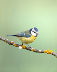 Bird - Blue Tit (Cyanistes caeruleus) perched on tree
