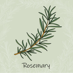 Doodle freehand sketch drawing of rosemary.