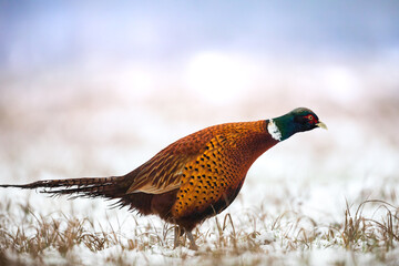 Common pheasant (Phasianus colchius) Ring-necked pheasant in natural habitat, winter time, snow