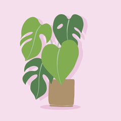 Simplicity monstera plant freehand drawing flat design.