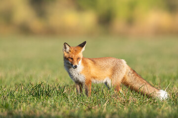 Fox (Vulpes vulpes) in autumn scenery, Poland Europe, animal walking among green meadow in amazing warm light