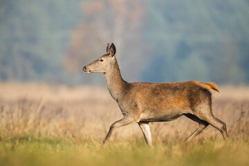Cute red deer, Cervus elaphus, hind and fawn in nature looking aside with copy space. wild animals in wilderness Poland