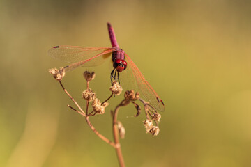 libelula roja sobre un arbusto seco