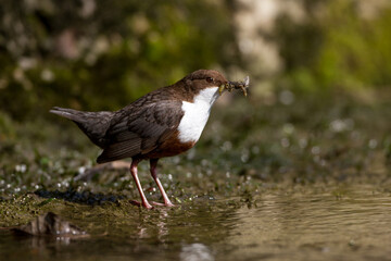 Wasseramsel (Cinclus cinclus)