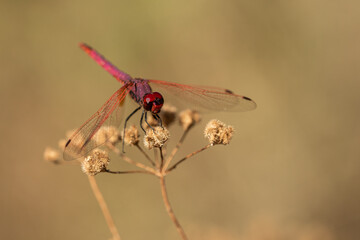 libelula roja sobre un arbusto seco