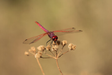 libelula roja sobre un arbusto seco