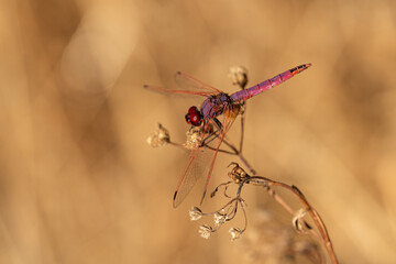 libelula roja sobre un arbusto seco