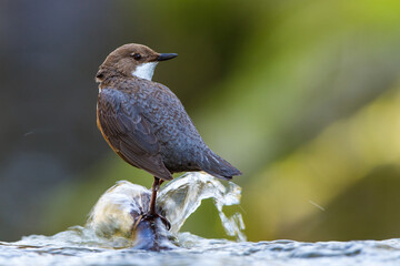 Wasseramsel (Cinclus cinclus)