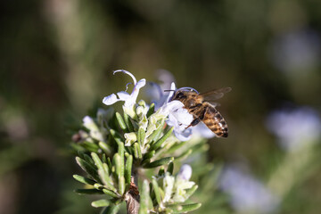 mosca de las flores (falsa avispa)