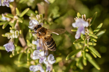 aveja melifera en la flor de romero 