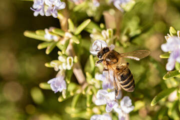 aveja melifera en la flor de romero 