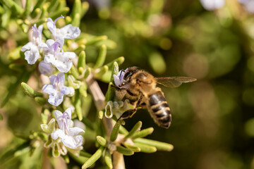 aveja melifera en la flor de romero 