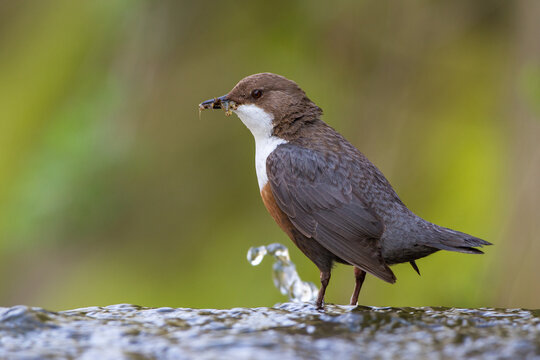 Wasseramsel (Cinclus cinclus)