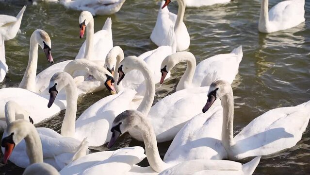 Slow motion video. Many swans on river. Street city animal. Cygnus swimming in water. Angel bird wings. Peaceful lifestyle nature. Eating