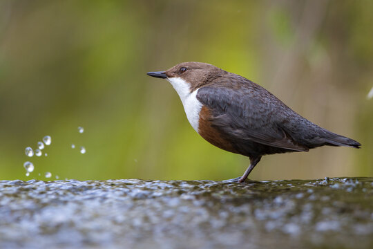 Wasseramsel (Cinclus cinclus)
