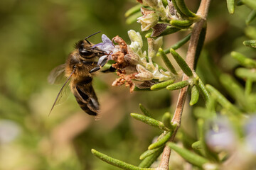 aveja melifera en la flor de romero 