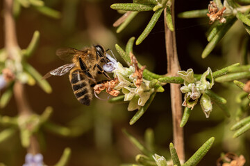aveja melifera en la flor de romero 