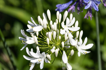 Beautiful natural background white flowers agapanthus umbrella close up Agapanthus "Arctic Star"
 - Powered by Adobe