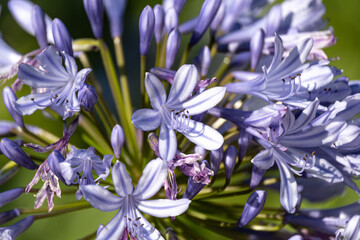 Fototapeta na wymiar Beautiful natural background white flowers agapanthus umbrella close up Agapanthus blue