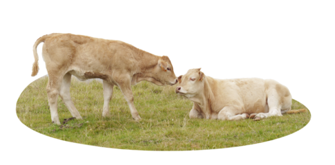 Ternera junto a su madre