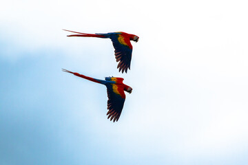 Scarlet macaw cuple of Cosita Rica on the Osa Peninsula