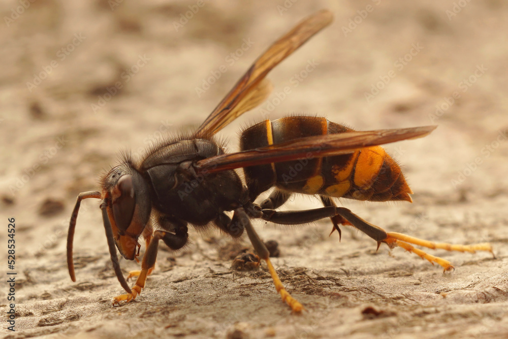 Wall mural Closeup on the invasive and aggressive a dark Asian yellow-legged hornet , Vespa velutina