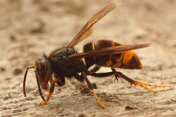 Closeup on the invasive and aggressive a dark Asian yellow-legged hornet , Vespa velutina - obrazy, fototapety, plakaty