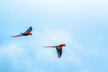 Scarlet macaws flying in the sky over Matapalo on the osa peninsula close to corcovado