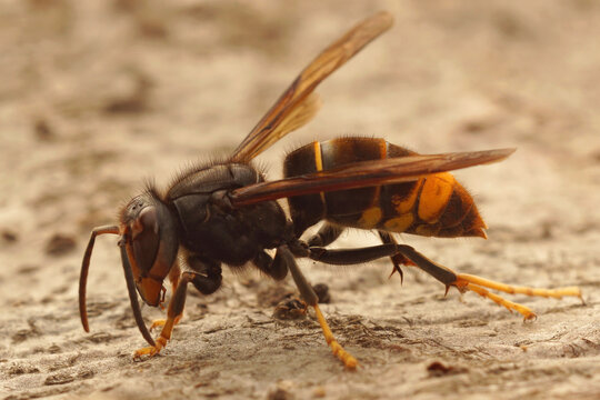 Closeup on the invasive and aggressive a dark Asian yellow-legged hornet , Vespa velutina