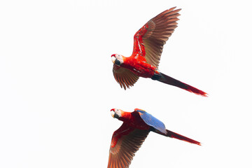 Scarlet macaws of Cosita Rica on the Osa Peninsula