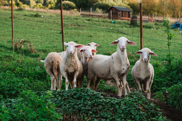 Naklejka na ściany i meble Young lamb at the farm in Slovakia, check a camera, on the pasture