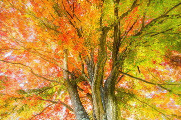 一面に広がるカラフルな紅葉