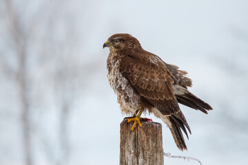 Mäusebussard (Buteo buteo)