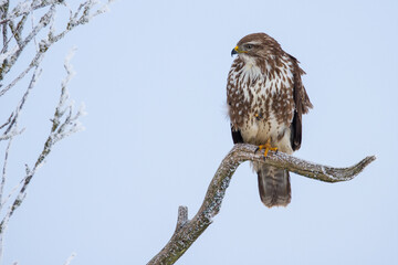 Mäusebussard (Buteo buteo)