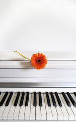 White piano keyboard and orange gerbera, white wall. 