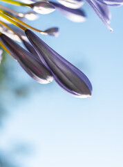 Obraz na płótnie Canvas Beautiful natural background white flowers agapanthus umbrella close up Agapanthus blue