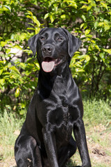 Zwarte labrador kruising golden retriever